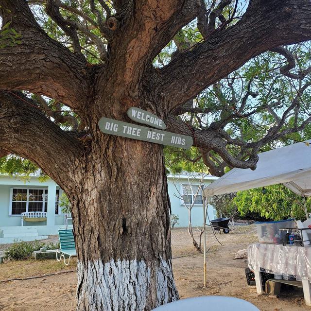 The big neem tree